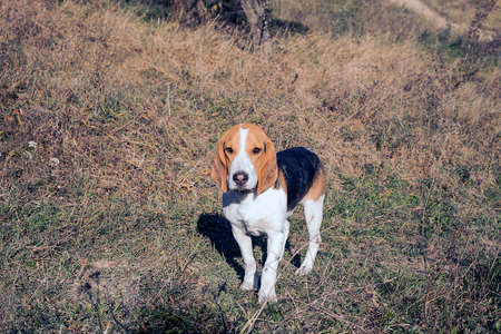 Beagle in autumn forest. Happy dog playing in sunny fieldsの写真素材