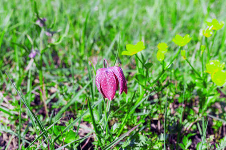 Purple Fritillaria meleagris flowering plant lily family in green grass. Snakes head fritillary or chess flower growing in spring fieldsの写真素材