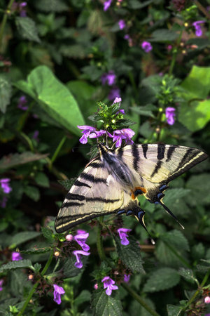 Scarce swallowtail butterfly. Papilio machaon on Lamium purpureum purple flowers. Iphiclides...