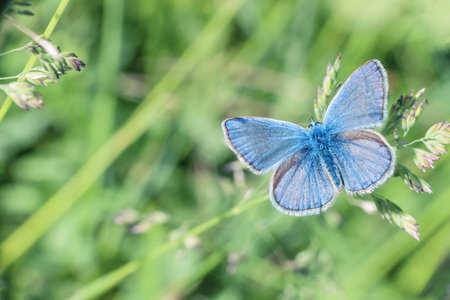 Small butterfly Lycaenidae flying in green grass. Plebejus argus (silver-studded blue) butterfly...