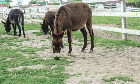 Herd of donkeys grazing in spring pasture by wooden fence