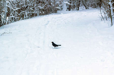 Snow covered road with small black bird in winter woodland. Dusk in forest and blackbird silhouette in distanceの写真素材
