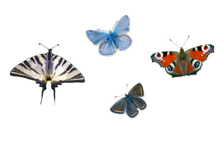 Set of colorful Butterflies isolated on white background. Plebejus argus (silver-studded blue), Scarce swallowtail, Peacock, Brown Argus (Aricia Agestis) butterfly collectionの写真素材
