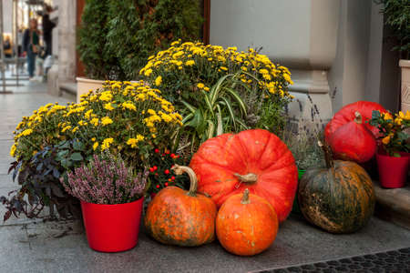 Autumn still life with pumpkins, chrysanthemums and Calluna vulgaris flowers in pots. Decoration near house for Thanksgiving day. Fall Halloween concept on city streetの写真素材