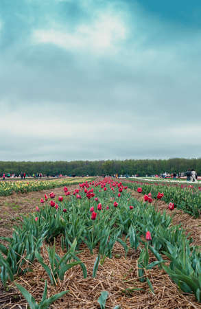 Lutsk, Ukraine - 30 April 2019: Tulip Festival "Volyn Holland"のeditorial素材