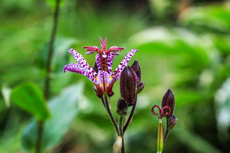 Small purple spotted flower Tricyrtis hirta in summer garden, side viewの写真素材