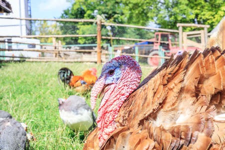 Bronze colored Turkey portrait. Domestic bird head close upの写真素材