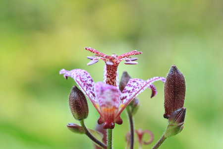 Small purple spotted flower Tricyrtis hirta growing in summer garden, side viewの写真素材