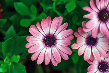 Osteospermum pink flowers growing in summer garden. African daisies flowering plants, top view