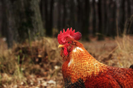 Portrait of brown Leghorn rooster near forest. Orange cockerel at farmの写真素材