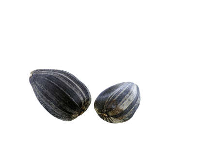 Black sunflower seeds isolated on white background with copy spaceの写真素材