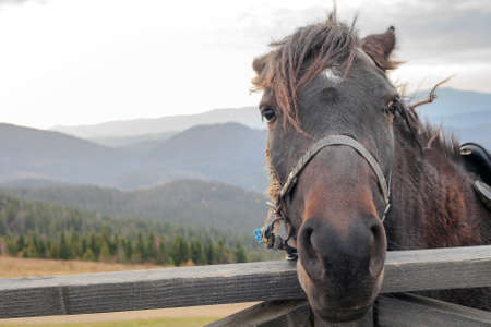 Portrait of brown horse on mountain farm behind wooden fence at sunsetの写真素材