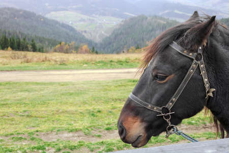 Portrait of brown horse on mountain farm behind wooden fence at sunsetの写真素材
