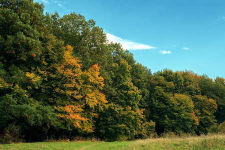 Autumn forest by blue sky. Landscape with colorful fall woodsの写真素材