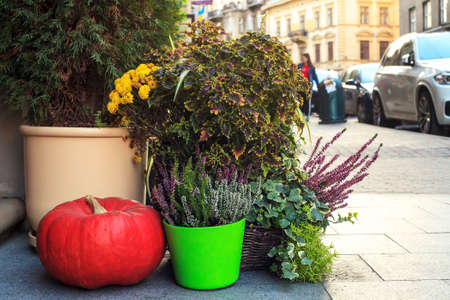 Autumn still life with pumpkins, chrysanthemums and Calluna vulgaris flowers in pots. Decoration near house for Thanksgiving day. Fall Halloween concept on city streetの写真素材