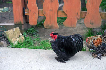 Dwarf chicken walking on yard.の写真素材