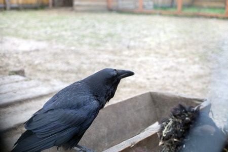 Black raven croaking, side view. Perched cawing dark crow bird (Corvus corax)