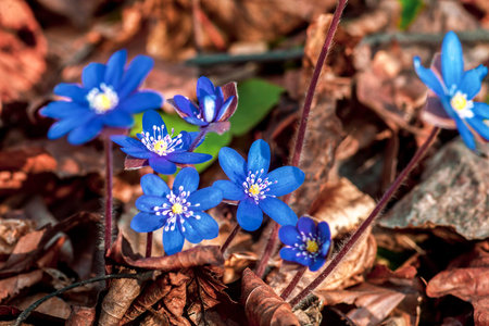 Blue small Hepatica flowers. Liverwort violet wildflowers growing in spring forest