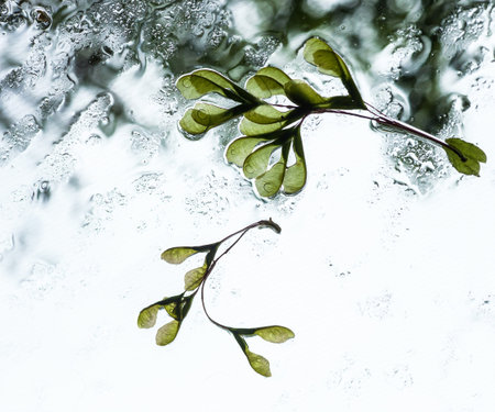 Maple seeds on wet windshield, bad weather concept. Green Samara on rainy windscreen glass...