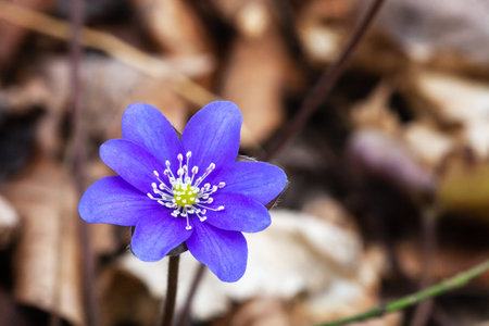 Purple small Hepatica flower. Liverwort violet wildflower growing in spring forest