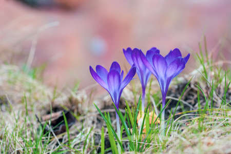 Blue crocuses growing in garden. Crocus flowers in early springの写真素材
