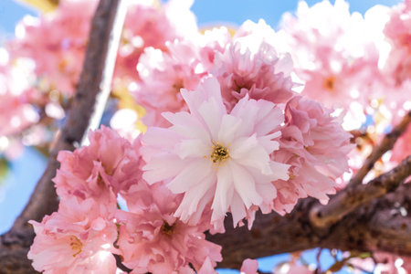 Close up of pink flowers on blooming sakura. Blossom cherry tree branch
