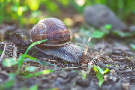 Garden snail crawling in spring forest. Large slimy slug in shell moving on ground, selective focusの写真素材