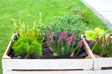 Thuja, Heather and green Juniper in wooden pot. Calluna vulgaris white and pink flowers and evergreen Juniperus bush growing in woods crate. Different houseplant grow in autumn gardenの写真素材