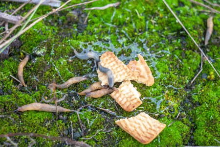 Group of little slugs eating cookies on green moss. Arion slugs feeding top view, selective focus