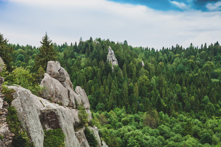 High cliffs in green forest. Summer landscape with large rocks in pine woodland in Skole Beskids...