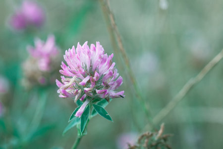 Pink clover in dew drops growing in summer green field at morning. Close up wild flower head, pastel colorsの写真素材