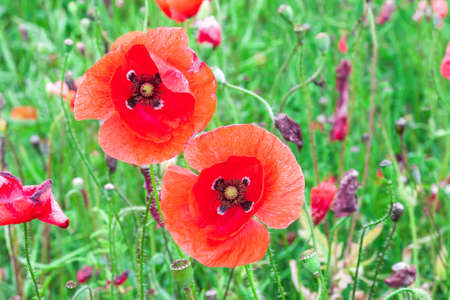 Two red poppy flowers growing in summer green fields, sun light day. Sunny meadow with bright wildflowersの写真素材