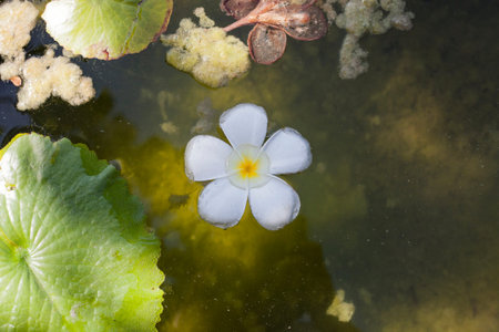 White tropical flower Plumeria on pond in summer garden, top viewの写真素材