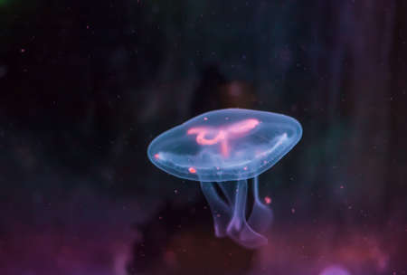 Moon jellyfish swimming in deep blue ocean. Aurella sp. common saucer jelly neon colored in aquarium. Beautiful sea wild life on dark backgroundの写真素材