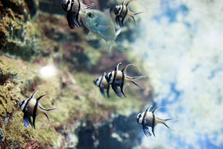 Banggai cardinalfish. Pterapogon kauderni tropical fish swimming in aquarium, selective focusの写真素材