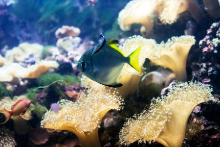 Leather coral and small blue fish swimming, deep sea life. Sarcophyton spp. soft coral with star shaped polyps in aquariumの写真素材