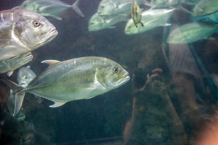 Crevalle jack silver fish. Caranx hippos or yellow cavalli fish swimming in aquarium