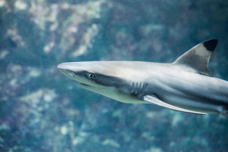 portrait of shark. Shark swimming in aquarium