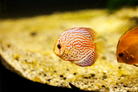 Pompadour small fish swimming in aquarium. Symphysodon discusの写真素材