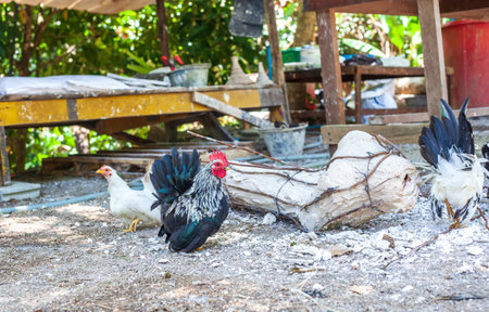 Dwarf colorful rooster and white hens walking on farm yardの写真素材