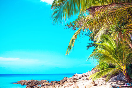 Summer landscape with rocky tropical beach and green palm trees by blue sky