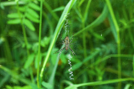 Wasp spider on cobweb with stabilimentum. Argiope bruennichi on web in grass. Striped female arachnid on zig-zag spiderweb by green blurry background, selective focusの写真素材