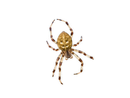Four spot orb weaver spider isolated on white background. Close up Araneus quadratus garden arachnid cutout top view. yellow spotted arachnid cut outの写真素材