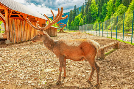 Red deer with big velvet horns standing on ground by green fir forest background at sunny light day. Summer landscape with horned Cervus elaphus stand near wooden barn, sunlight dayの写真素材