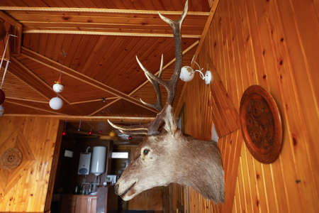 Old mounted head of horned deer hanging in hunting wooden lodge. Vintage stuffed deer head with big antlers in room. House decorated with stag hunter trophy on wood wall background, side viewの写真素材