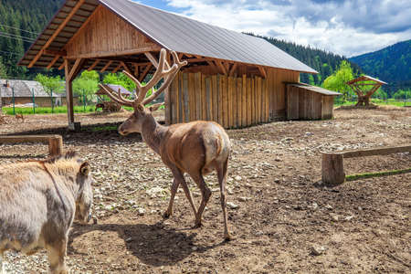 Red deer with velvet horns walking on barnyard. Horned Cervus elaphus motion near barn, back viewの写真素材