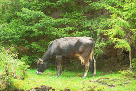 Black and white horned cow grazing near summer forest, side view. Spring landscape with domestic cattle eating on green meadow by fir woods backgroundの写真素材