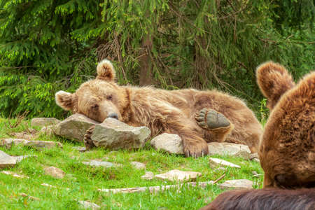 Sleeping Himalayan brown bear on rocks. Cute Ursus arctos isabellinus or dzu-teh lying on stones by green fir forest backgroundの写真素材