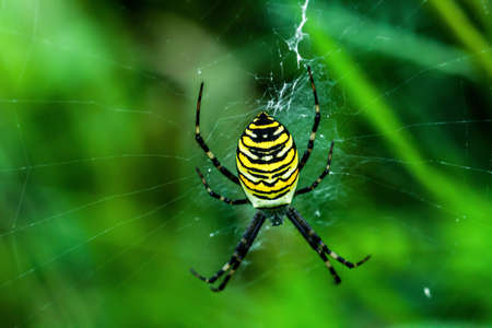 Wasp spider on cobweb in summer field. Argiope bruennichi is a species of orb-web spider with striking yellow and black markings. Striped female arachnid on spiderwebb by green blurry backgroundの写真素材