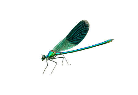 Blue banded demoiselle isolated on white background. Close up colorful Calopteryx splendens damselfly flying cut out, side view. Bright colors dragonfly cutout, real macro wild lifeの写真素材